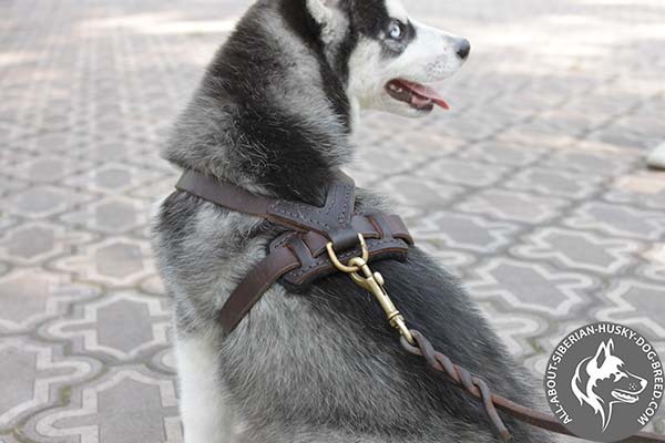 Durable Leather Dog Harness with Carefully Fixed Brass Hardware