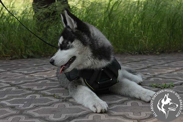 Ergonomic Design Nylon Siberian Husky Harness 
