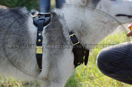 Easy wearing stylish harness for your Siberian Husky