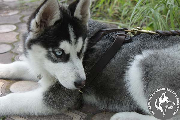 Well-fitted Leather Siberian Husky Harness for Various Activities 