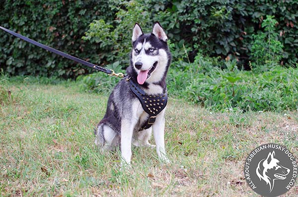 Gorgeous Siberian Husky Harness of Strong Leather