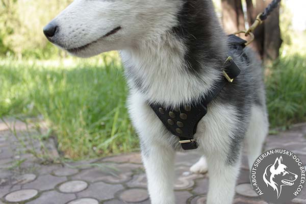 Gorgeous Leather Siberian Husky Harness Adorned with Half Balls