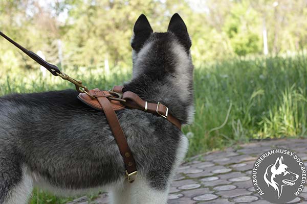 Adjustable Leather Siberian Husky Harness for Comfortable Dog Walking