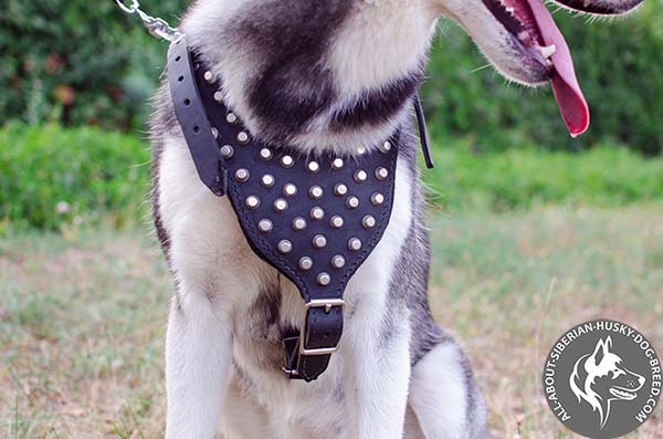 Trendy Siberian Husky Harness Decorated with Silvery Studs