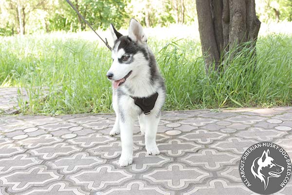 Soft Leather Siberian Husky Harness for Puppies