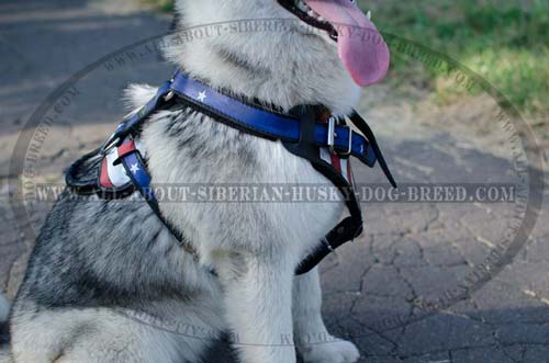 Handpainted American Pride harness for Siberian Husky