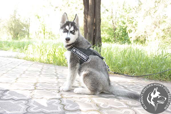 Multifunctional Siberian Husky Harness of Lightweight Nylon