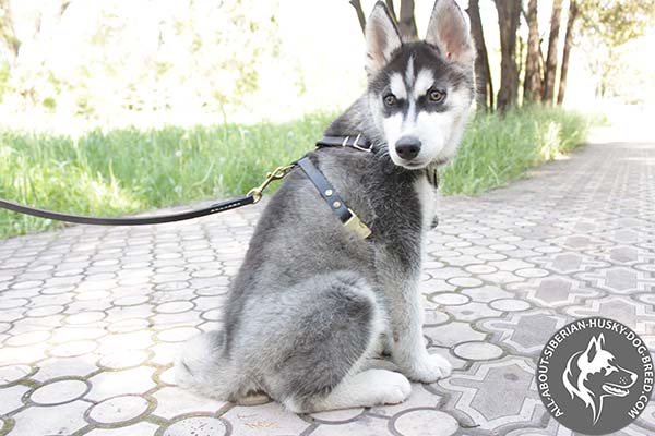 Non-restrictive Design Siberian Husky Harness with Quick Release Buckle