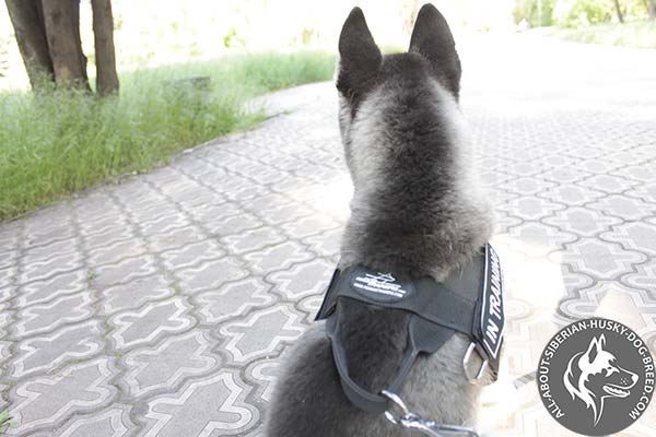 Durable Nylon Siberian Husky Harness with Control Handle
