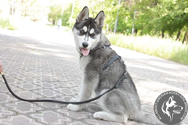 Puppy Siberian Husky Harness with Reliable  Quick Release Buckle