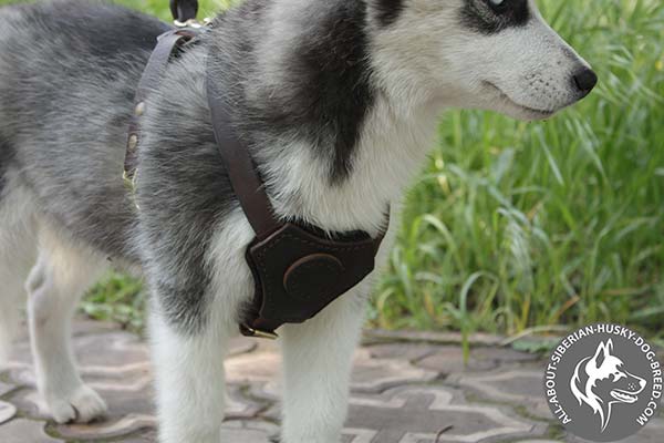 Superior Quality Soft Padded Leather Siberian Husky Harness
