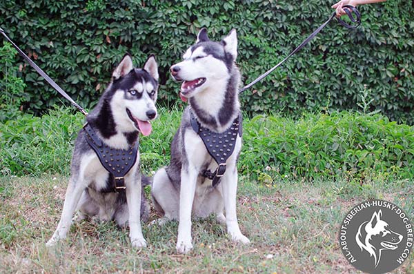 Best Design Siberian Husky Harness with Y-shaped Chest Plate