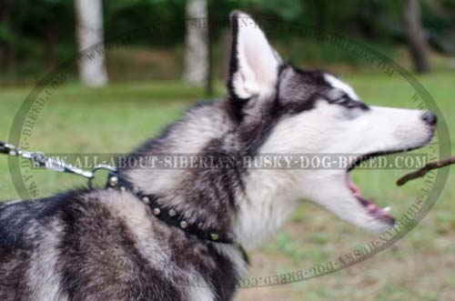 Exclusive Siberian Husky collar