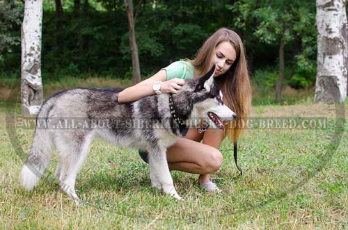 Marvelous Leather Siberian Husky Article with Studded Exterior