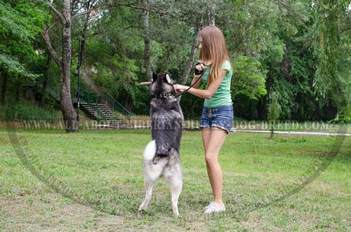 Leather Canine Supply for Basic Training Siberian Husky