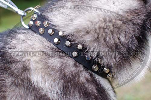 Siberian Husky Collar Super Stylish Dog Equipment