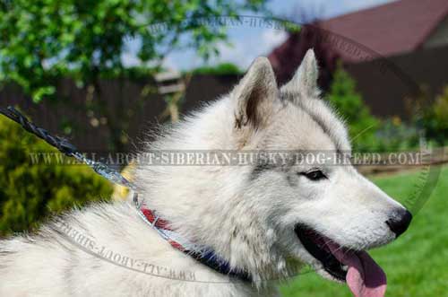 Extraordinary Siberian Husky leather collar