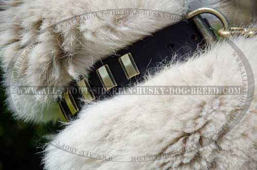 Siberian Husky collar with polished edges
