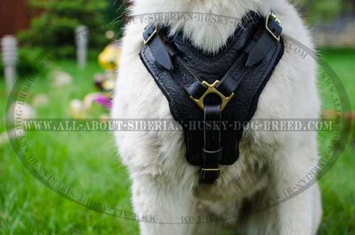 Everyday dog harness