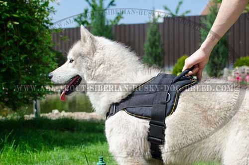 Extremely durable tool for your active Siberian Husky