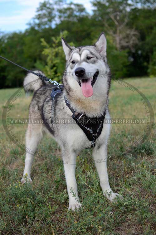 Exclusive design leather harness for Siberian Husky