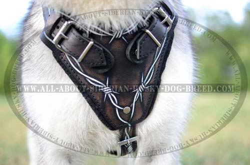 Comfortable soft leather harness for Siberian Husky