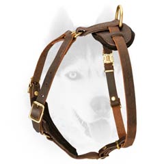 All weather leather harness for Siberian Husky