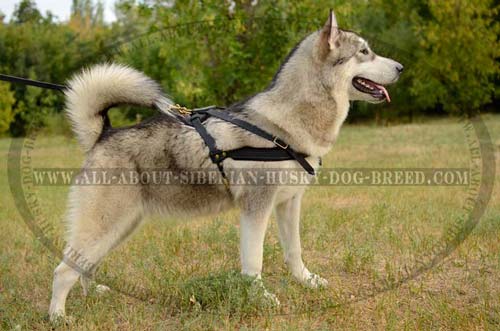 Comfortable leather harness for Siberian Husky