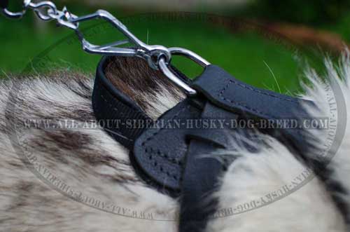 High quality leather harness