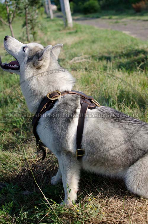 Extra protective leather harness for Siberian Husky