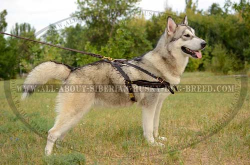 Exclusive design leather Siberian Husky harness