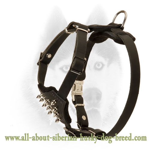 Leather Harness with studs to walk Siberian Husky puppy
