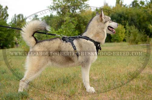 Comfortable Siberian Husky harness