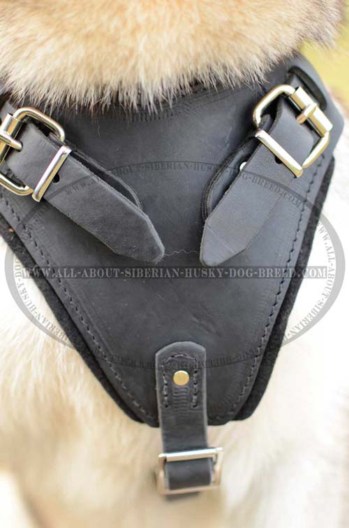 Exclusive design harness for your Siberian Husky
