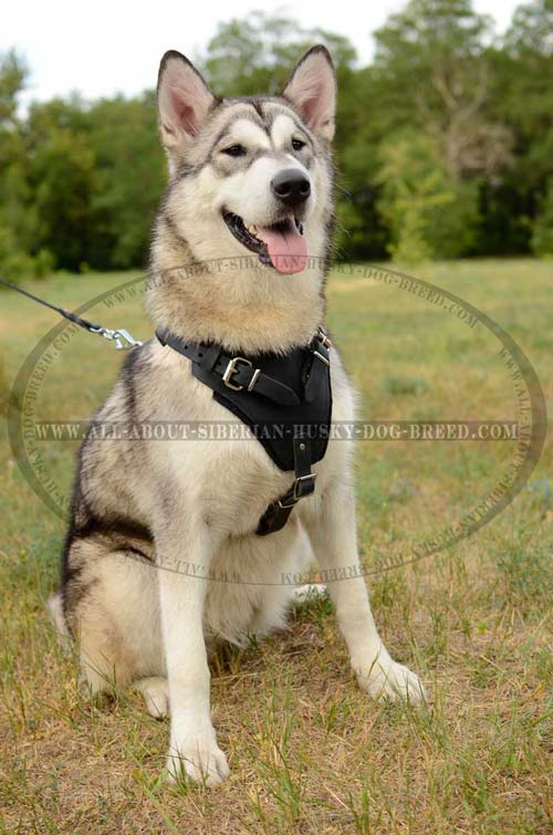Best value leather harness for Siberian Husky