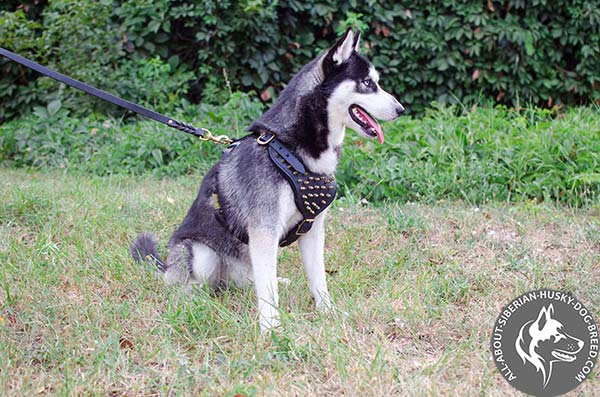 Safe and Comfy Spiked Leather Siberian Husky Harness