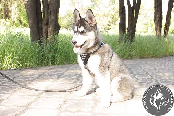 Spiked Leather Harness for Siberian Husky Puppies