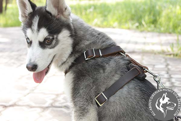 2 Way Adjustable Leather Siberian Husky Harness with Wide Straps
