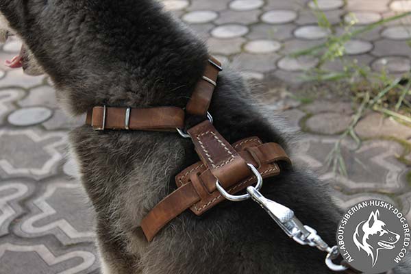 Studded Siberian Husky Harness with O-ring for Leash Attachment