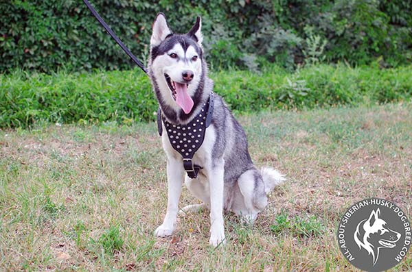 Stylish Leather Siberian Husky Harness for Daily Walking