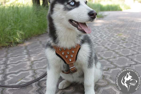 Brown Leather Padded Dog Harness for Siberian Husky Puppy