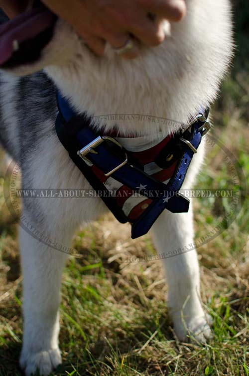 Exclusive design Siberian Husky leather harness
