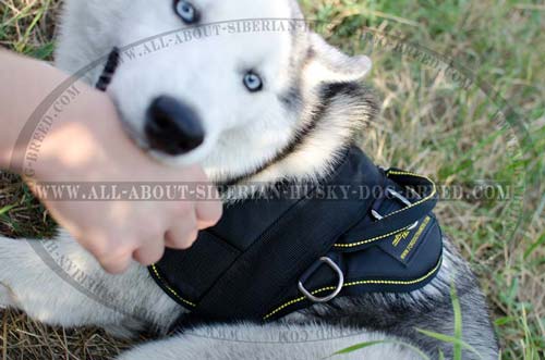 Exclusive nylon harness for Siberian Husky