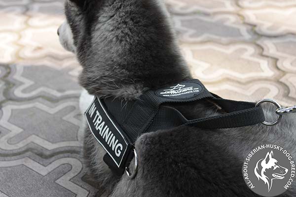 Universal Dog Harness with Carefully Welded  Hardware
