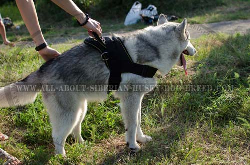 Nylon Siberian Husky harness with quick release buckle