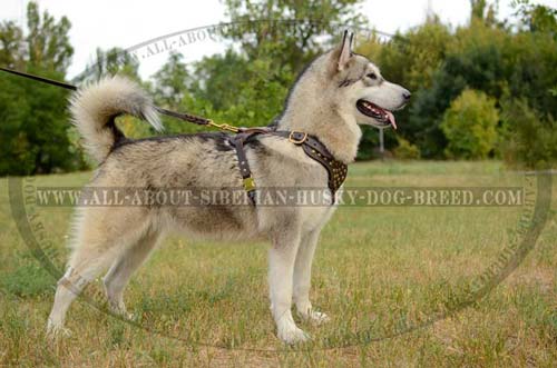 Leather Fashion Dog Harness for Siberian Husky Walking