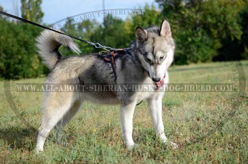  Leather Exclusive Siberian Husky Harness for Protection