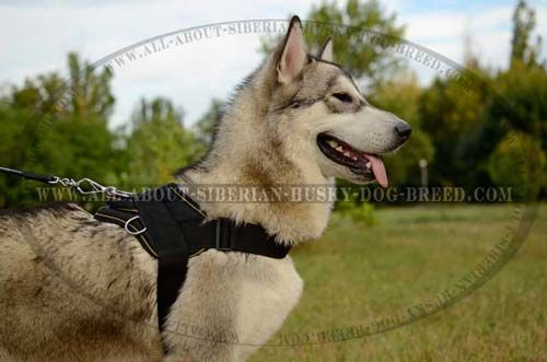 Nylon Dog Harness Easy Adjustable for Siberian Husky