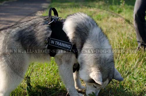 Nylon Patch Dog Harness for Siberian Husky Lightweight Identification
