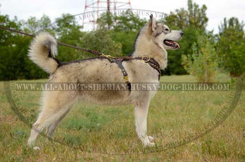 Studded Leather Siberian Husky Harness for Walking in Style